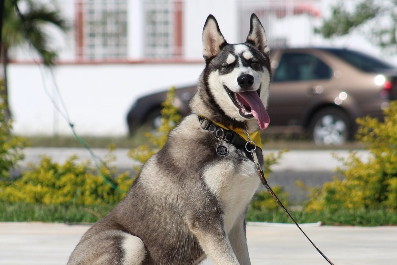 Hundetraining Nina Verhaltensmodifikation